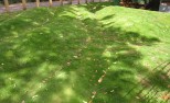 The garden in construction
