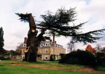 The old cedar tree after the storm